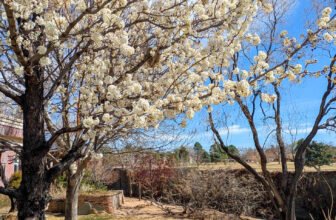 The Little Issues E-newsletter #461 – Life, laughter, and many nice meals!